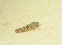 Apogonalia stalii