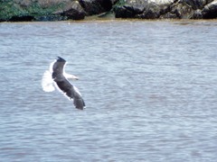 Larus dominicanus