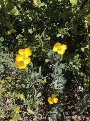 Dendromecon rigida