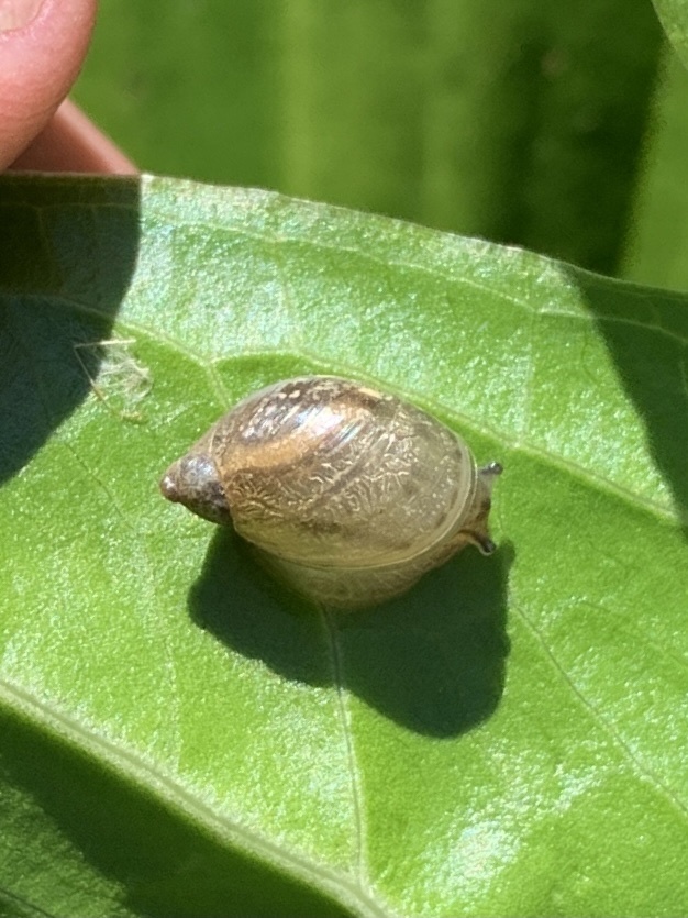 blunt ambersnail
