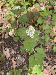 Alliaria petiolata