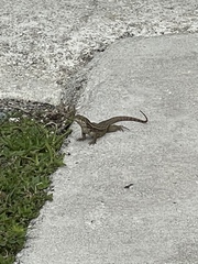 Leiocephalus carinatus