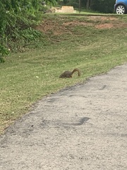 Sciurus niger