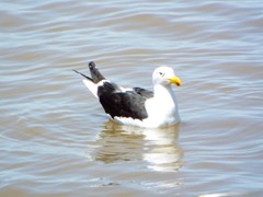 Larus dominicanus