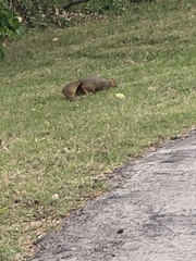 Sciurus niger