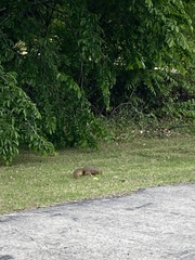 Sciurus niger