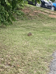 Sciurus niger