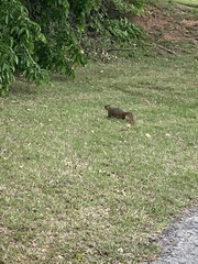Sciurus niger