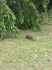 Sciurus niger