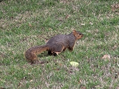 Sciurus niger