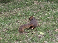 Sciurus niger