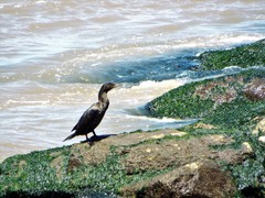 Nannopterum brasilianum