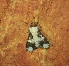 Condica imitata