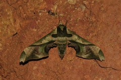 Adhemarius dariensis