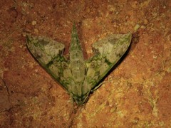 Xylophanes zurcheri