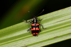 Neolema fasciata