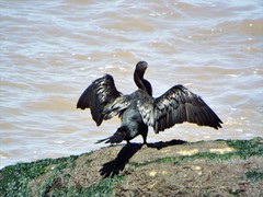 Nannopterum brasilianum