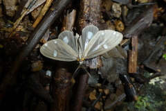 Tithraustes lambertae