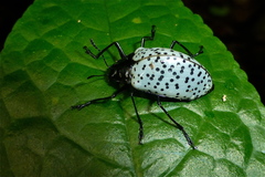 Cypherotylus impressopunctatus