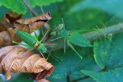 Poecilimon schmidtii