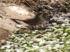 Tarphonomus certhioides