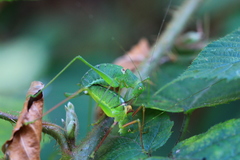 Poecilimon schmidtii