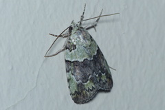 Blenina squamifera