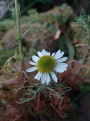 Anthemideae