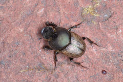 Onthophagus vacca