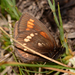 Erebia pawloskii ethela - Photo (c) Ken Kertell, some rights reserved (CC BY-NC), uploaded by Ken Kertell