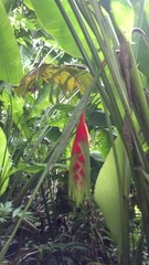 Heliconia