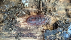 Cossyphus hoffmannseggi