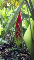 Heliconia