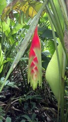 Heliconia