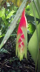 Heliconia