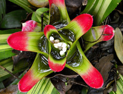 Nidularium longiflorum