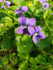 Viola