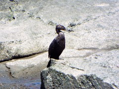 Nannopterum brasilianum