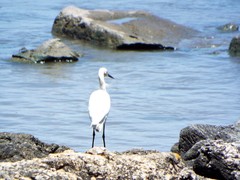 Egretta thula