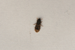 Synchita undata