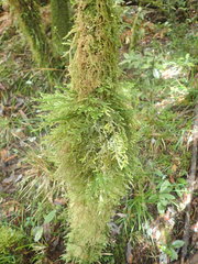 Trachyloma diversinerve