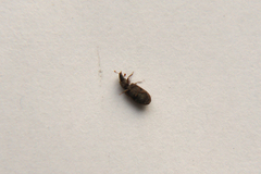 Synchita undata