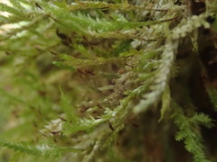 Trachyloma diversinerve