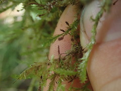 Trachyloma diversinerve