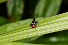 Neolema fasciata