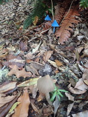Entoloma latericolor