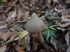 Entoloma latericolor