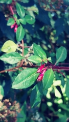 Fuchsia thymifolia