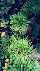 Diphasiastrum thyoides