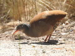 Crypturellus tataupa